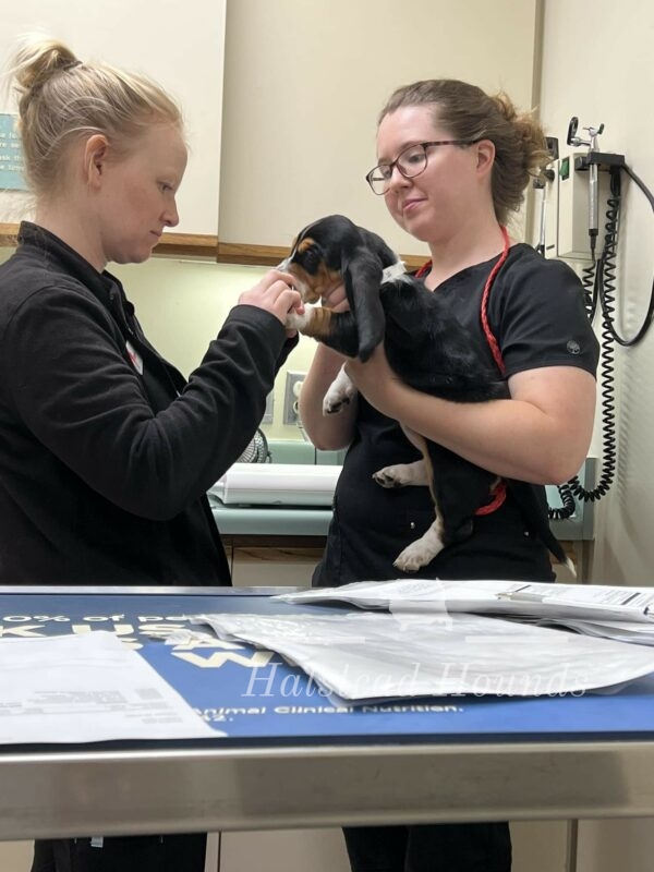 Vet Visit