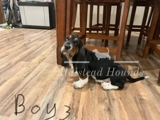 Boy 3