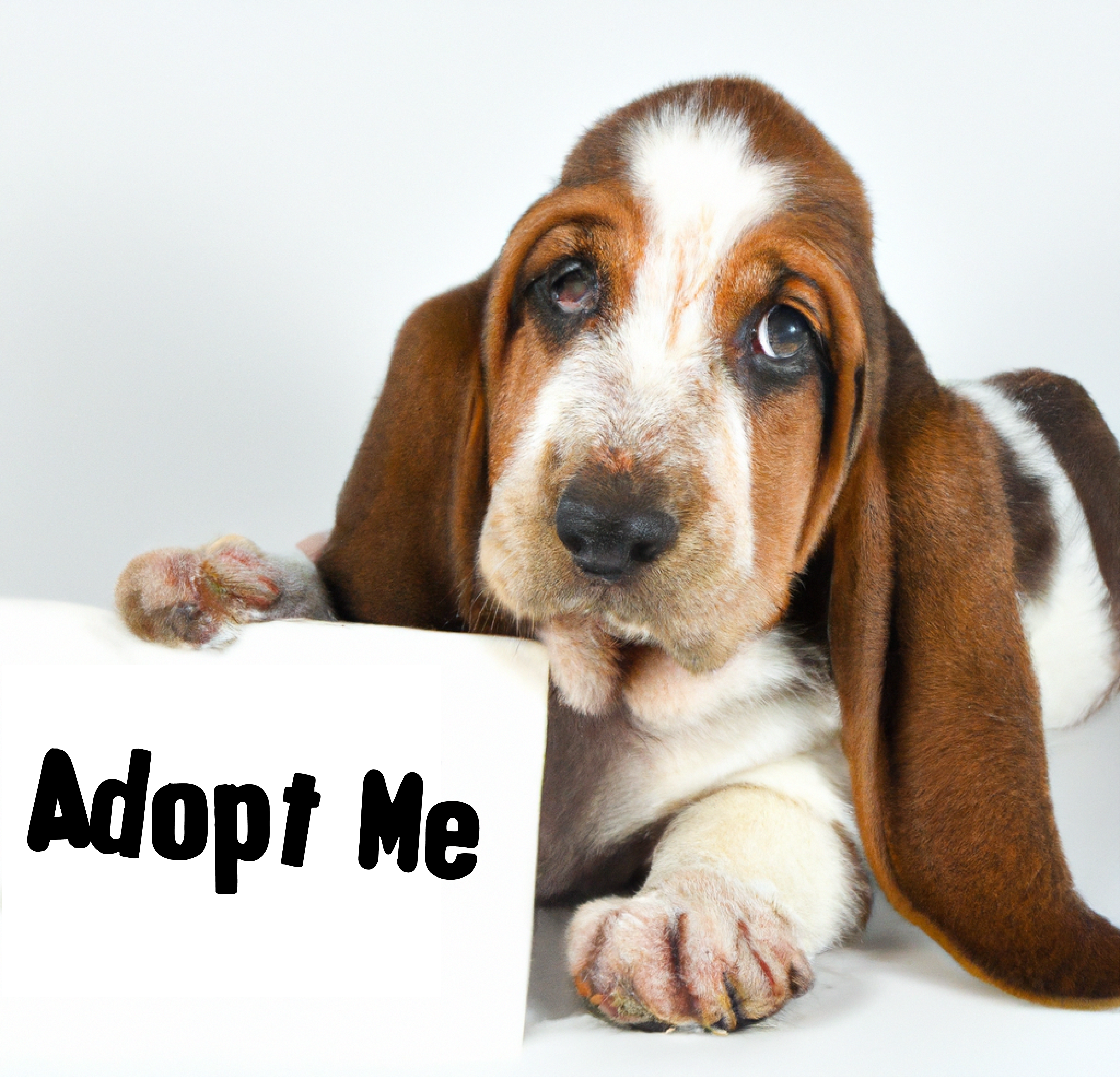adopt-me