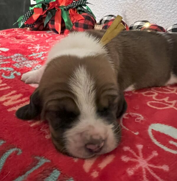 Girl Yellow - Cindy Lou Pup 8 - Image 2