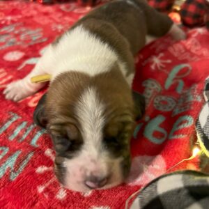 Girl Yellow - Cindy Lou Pup 8