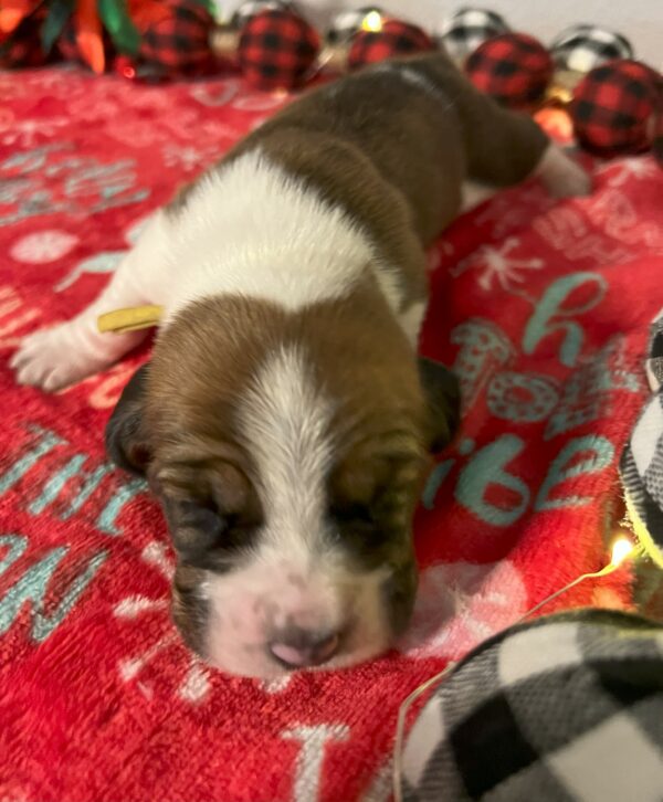 Girl Yellow - Cindy Lou Pup 8