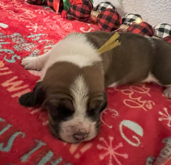 Girl Yellow - Cindy Lou Pup 8 - Image 4