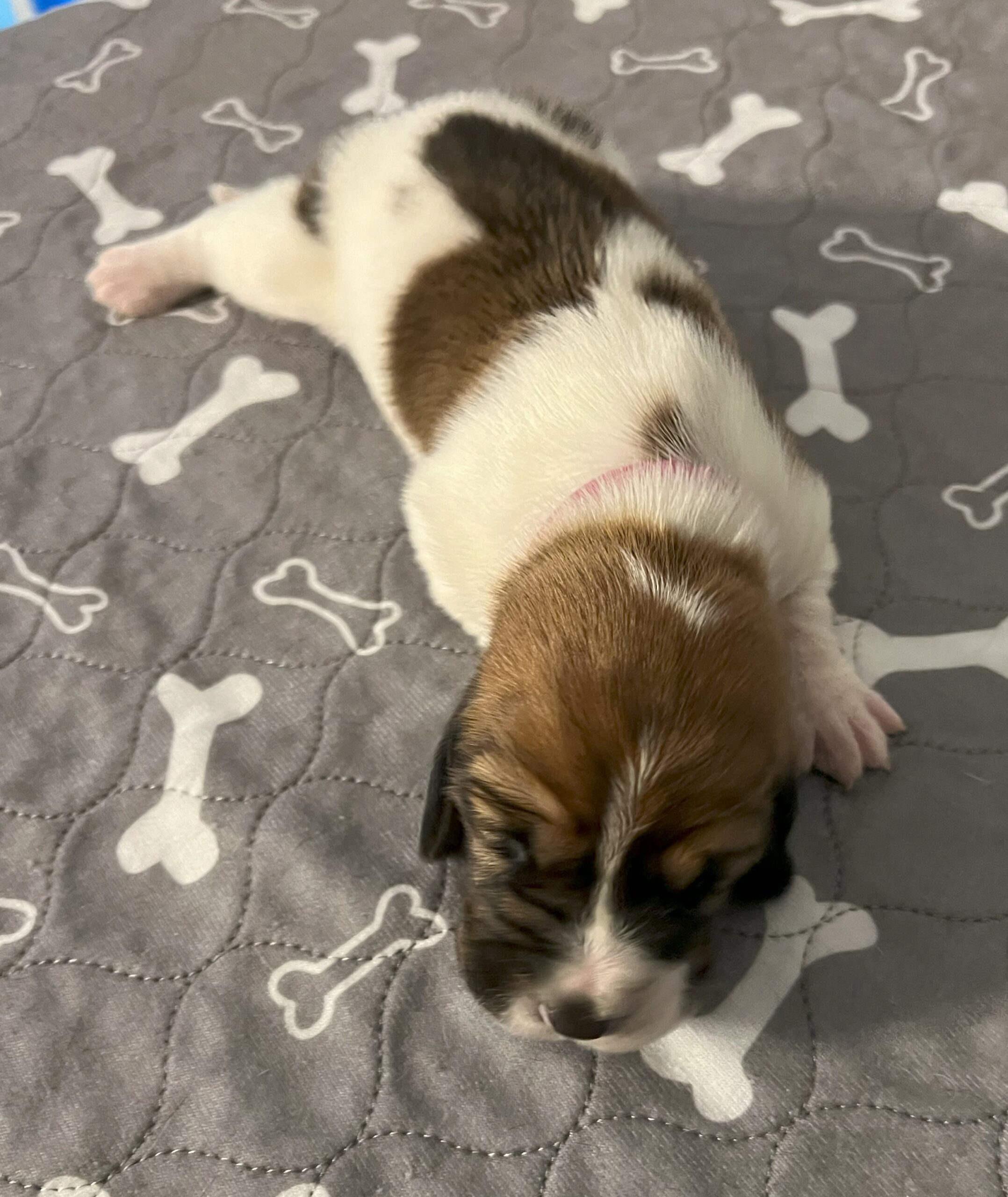 Penelope