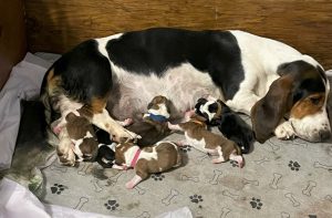 Daisy's Pups