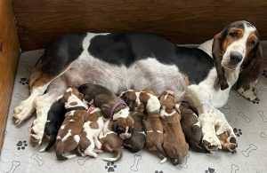 Mom and pups