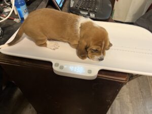 Boy Tan - Joseph Pup 9January 14, 2024