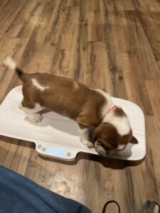 Girl Red - Mistletoe Pup 7January 28, 2024