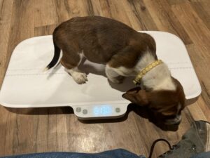Girl Yellow - Cindy Lou Pup 8January 28, 2024