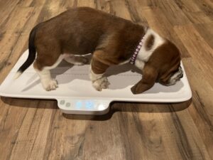 Girl Purple - Noel Pup 5January 28, 2024