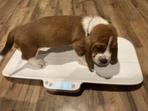 Winston AKA Frosty Blue Pup 3January 28, 2024