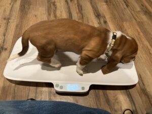 Boy Tan - Joseph Pup 9January 28, 2024